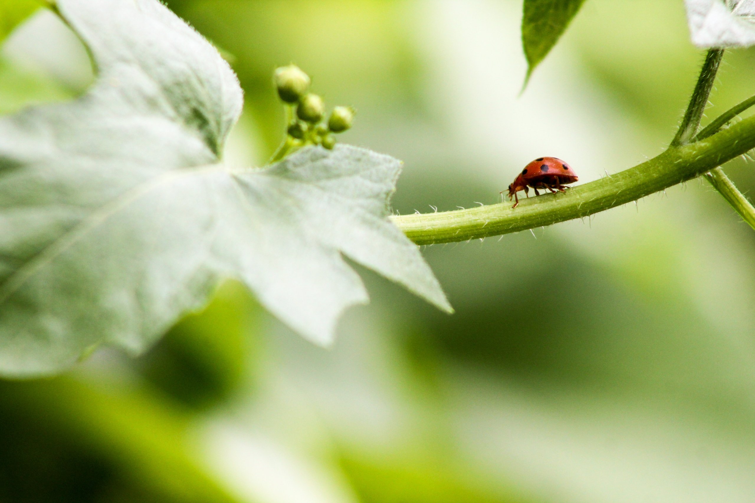 Fonds d'cran Animaux Insectes - Coccinelles 