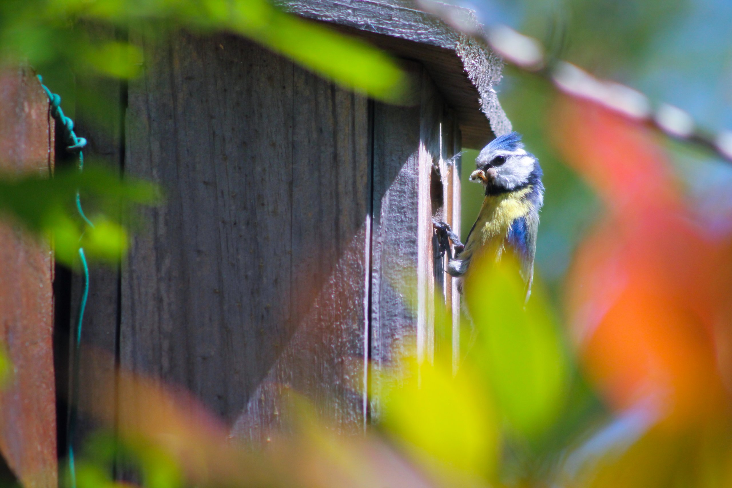 Wallpapers Animals Birds - Chickadees 