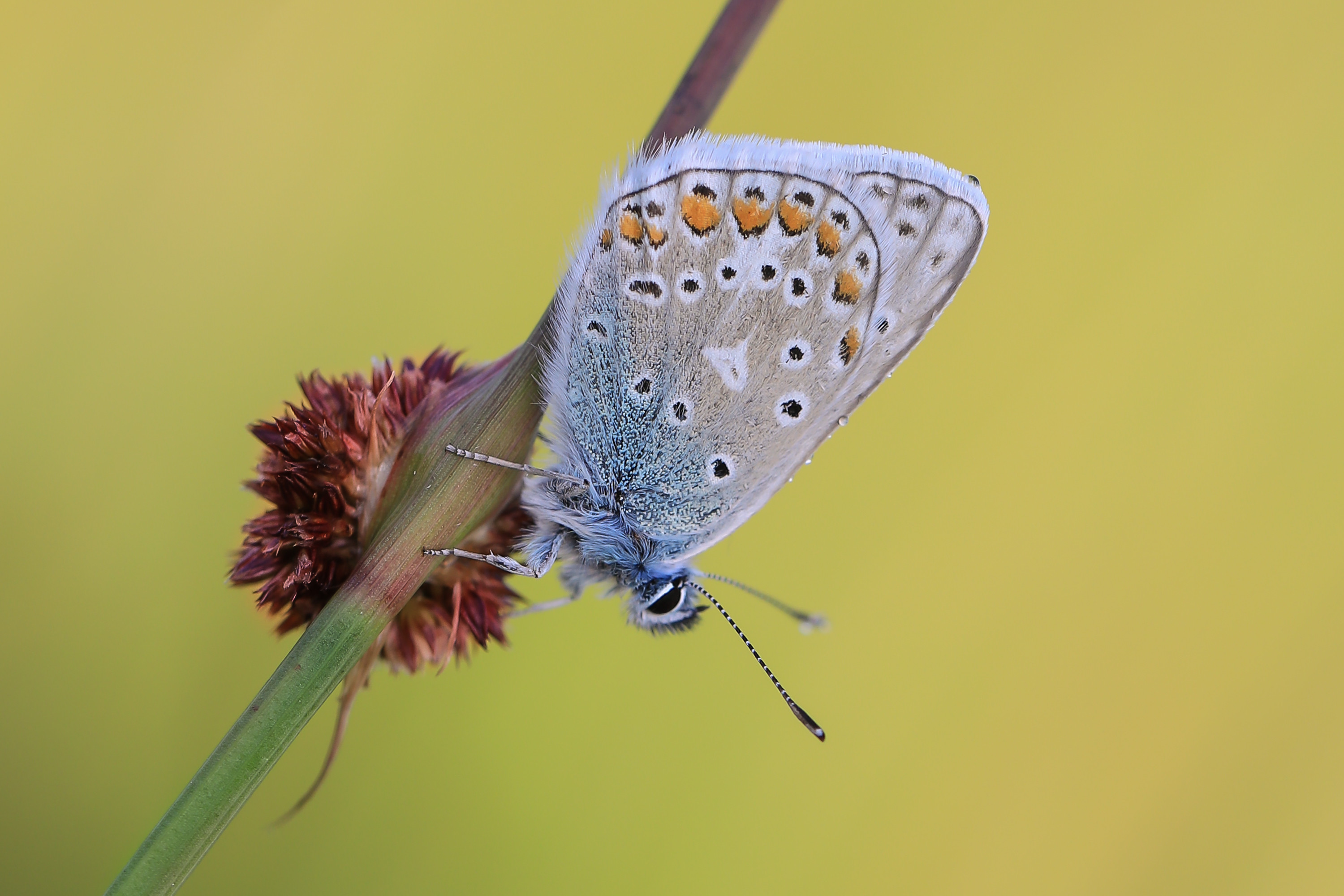 Wallpapers Animals Insects - Butterflies 