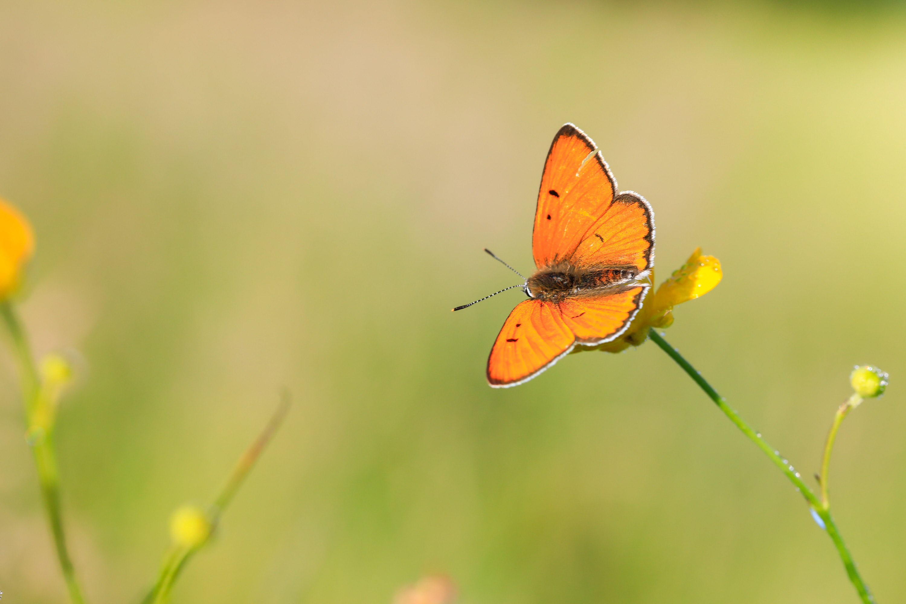 Wallpapers Animals Insects - Butterflies 