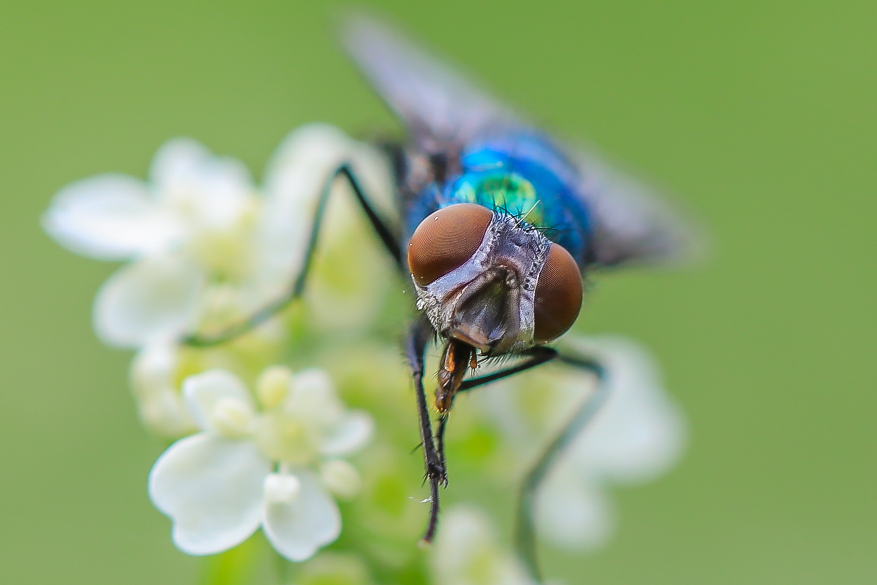 Wallpapers Animals Insects - Flies 