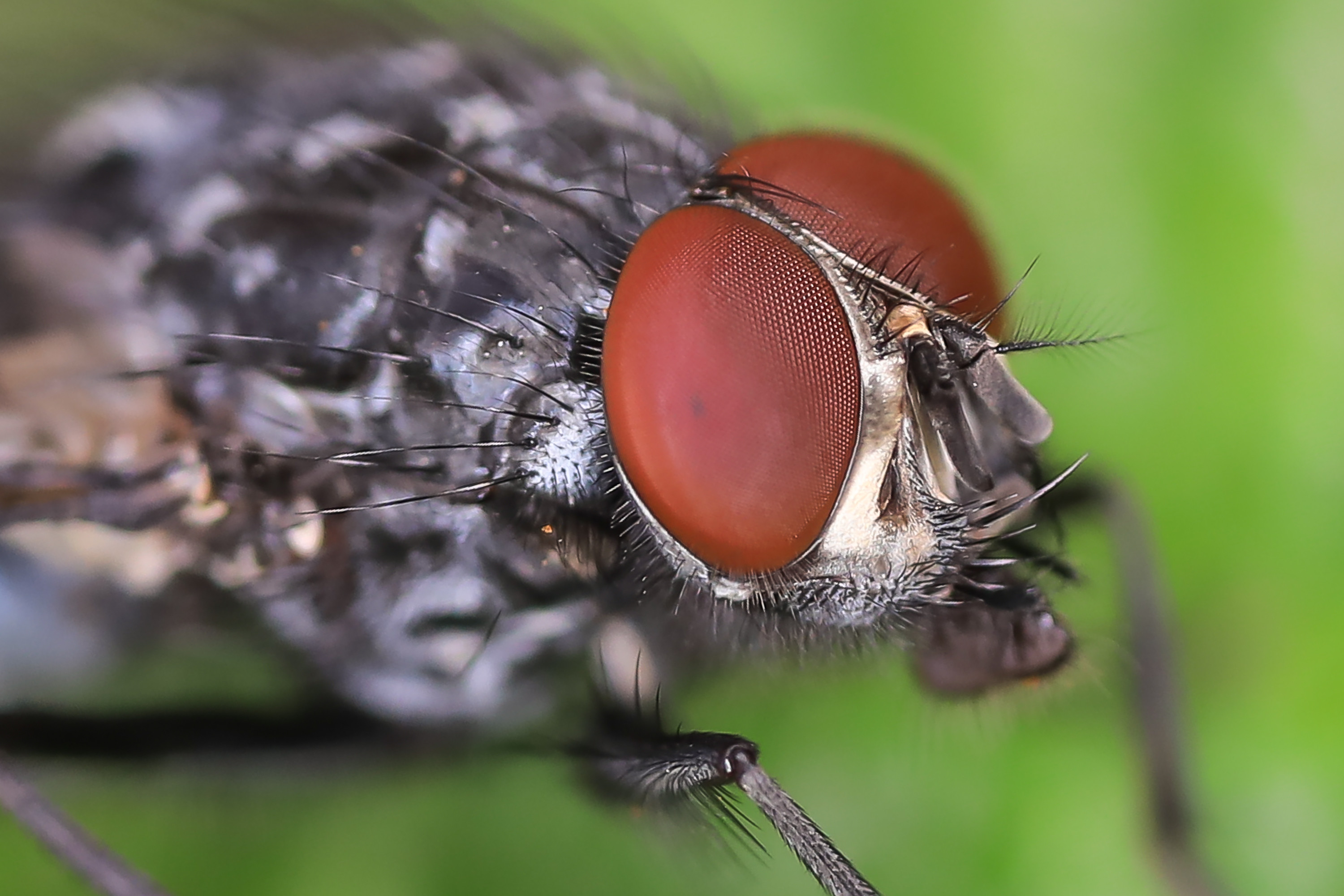 Fonds d'cran Animaux Insectes - Mouches 