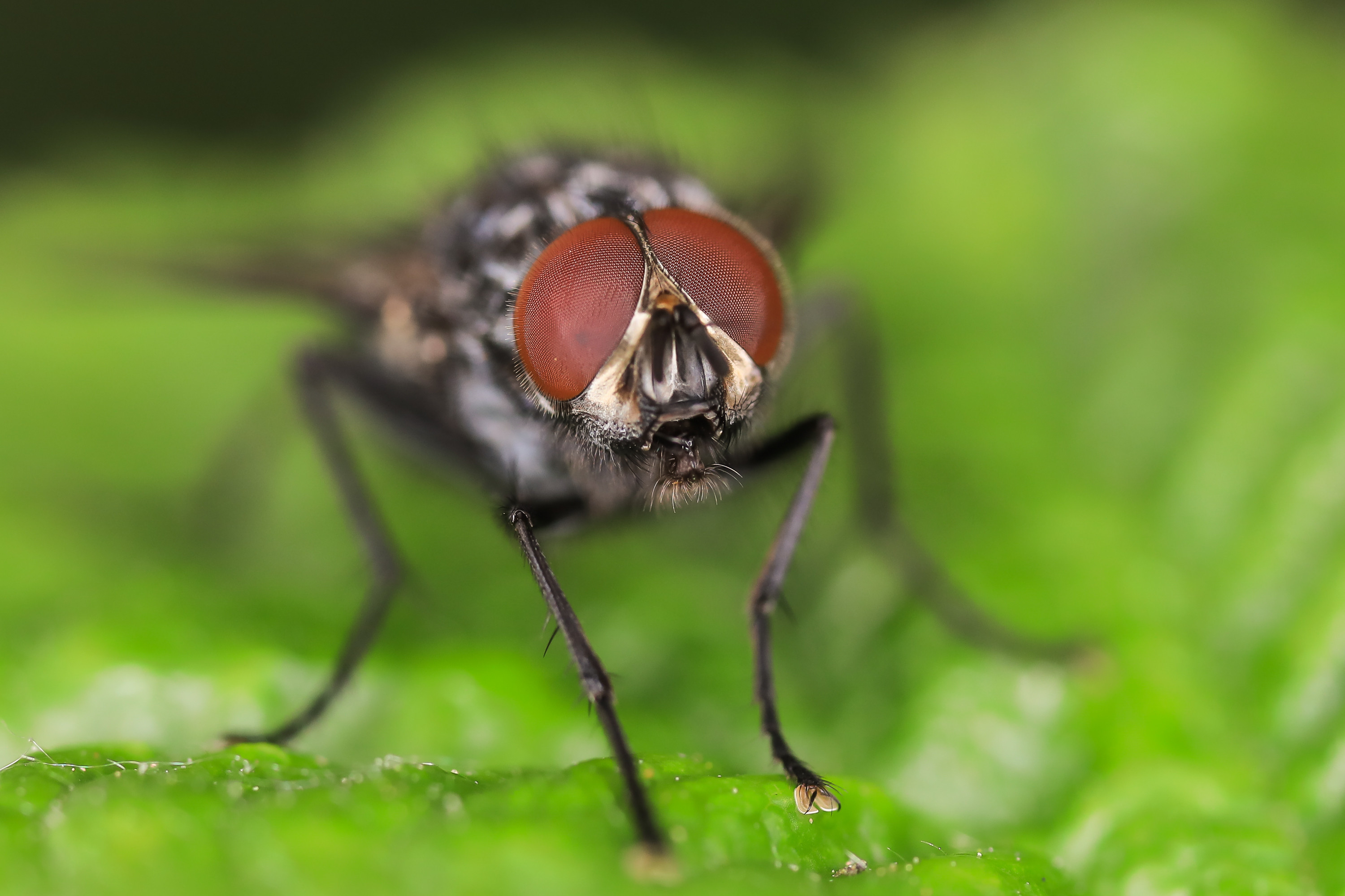 Wallpapers Animals Insects - Flies 