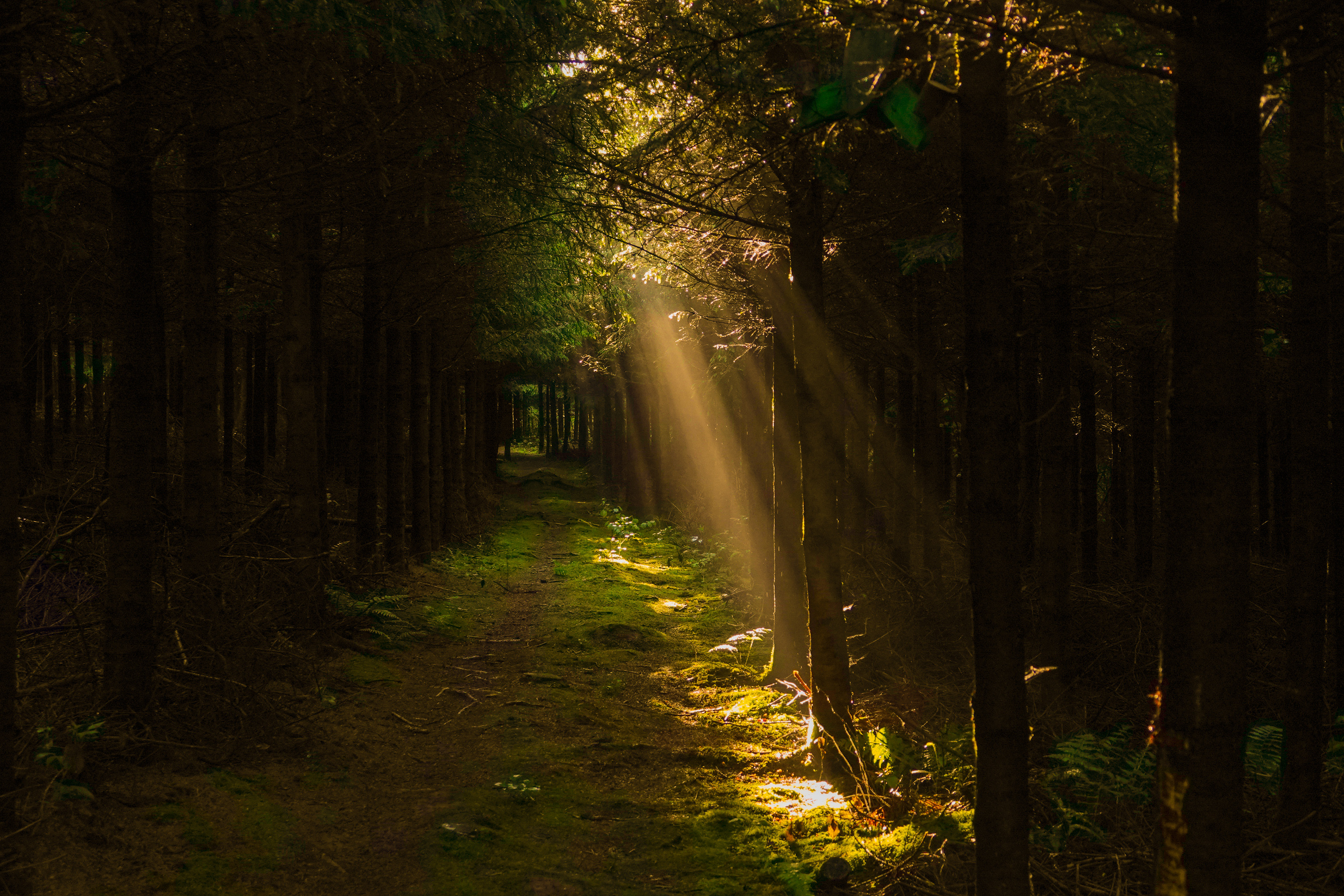 Fonds d'cran Nature Arbres - Forts 