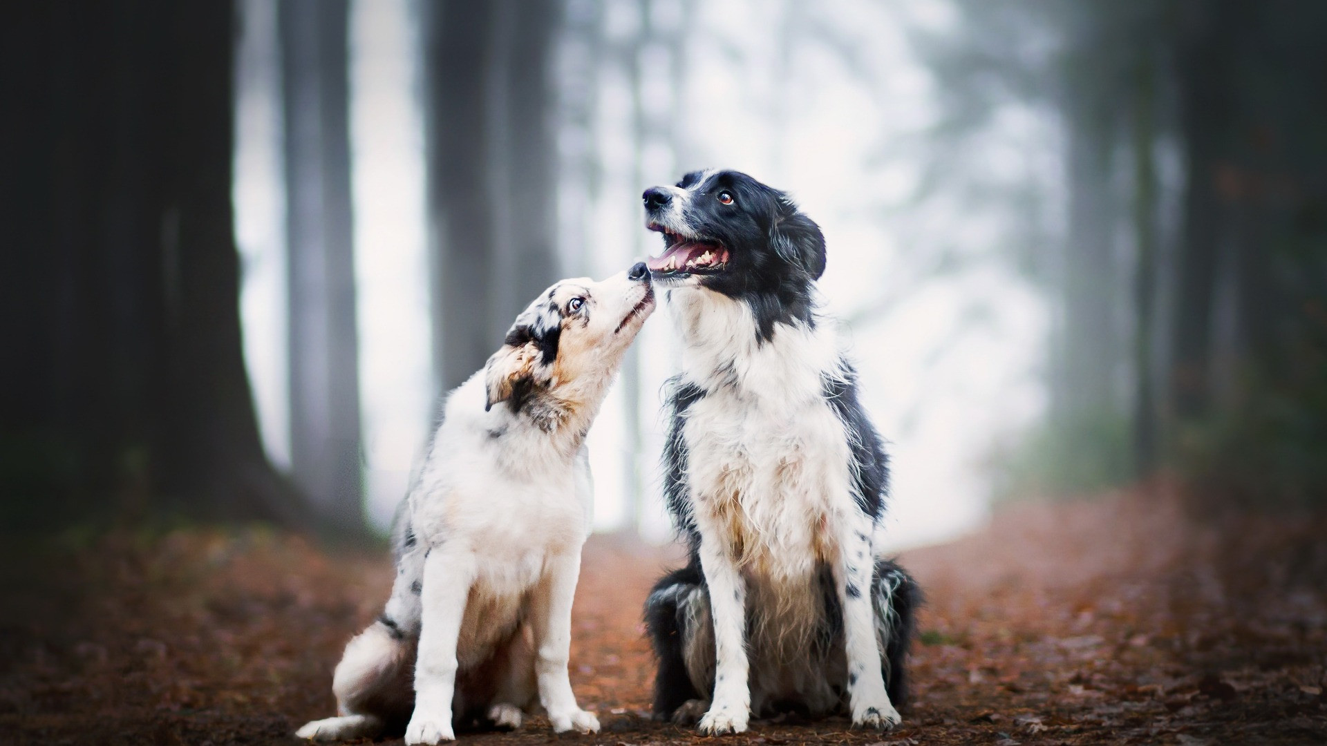 Fonds d'cran Animaux Chiens 