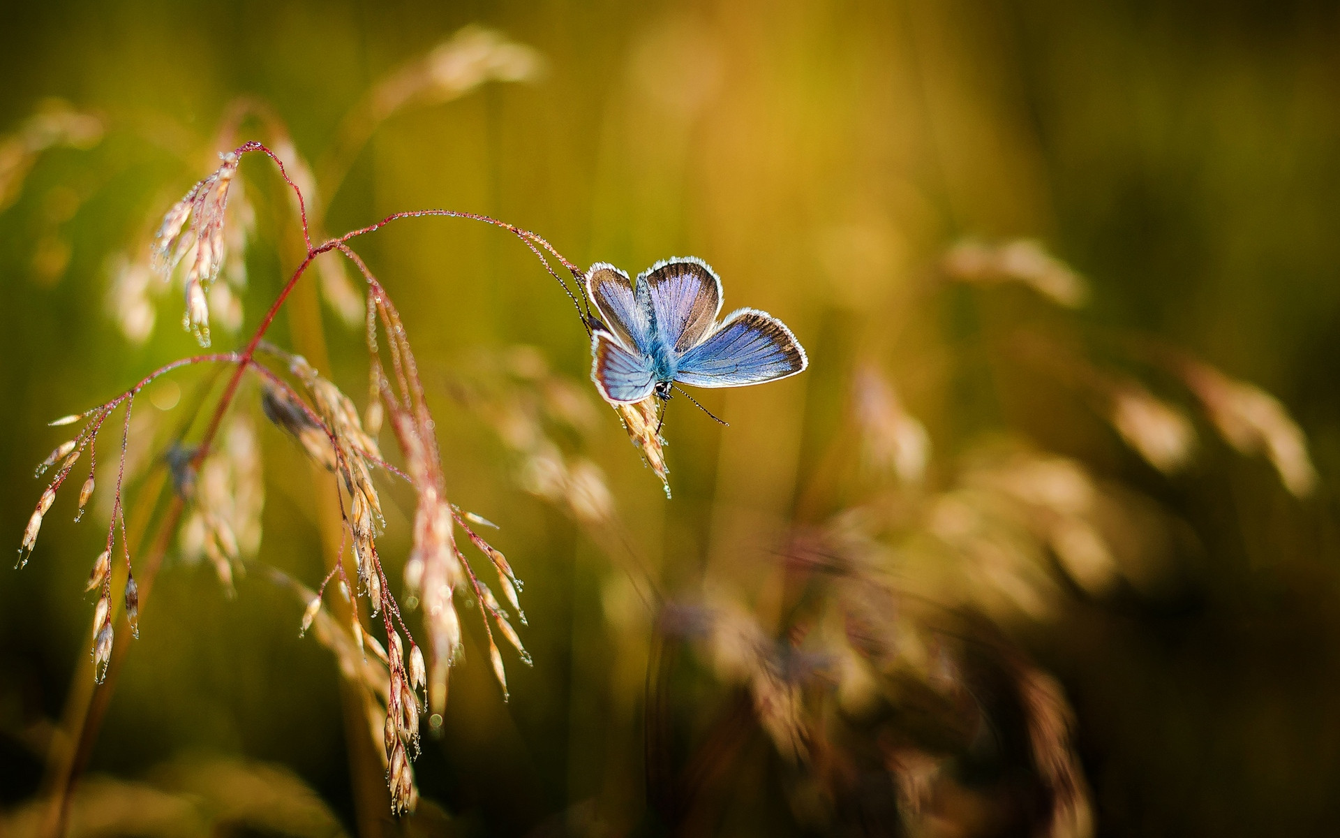 Fonds d'cran Animaux Insectes - Papillons 