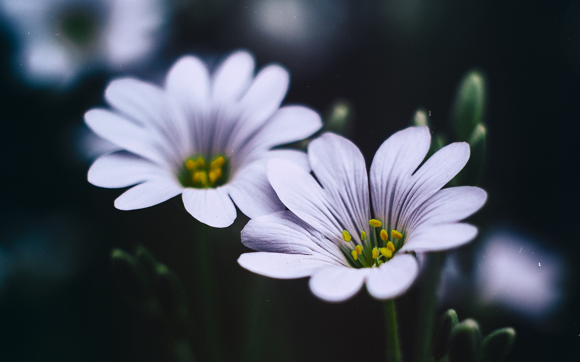 Fonds d'cran Nature Fleurs 