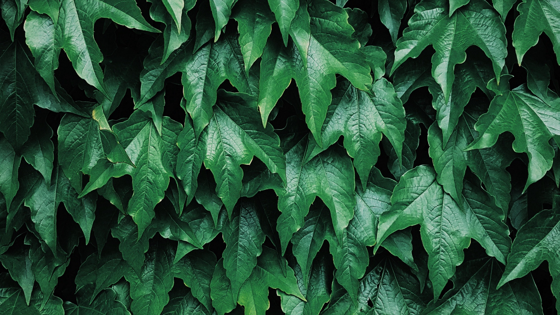 Wallpapers Nature Leaves - Foliage 