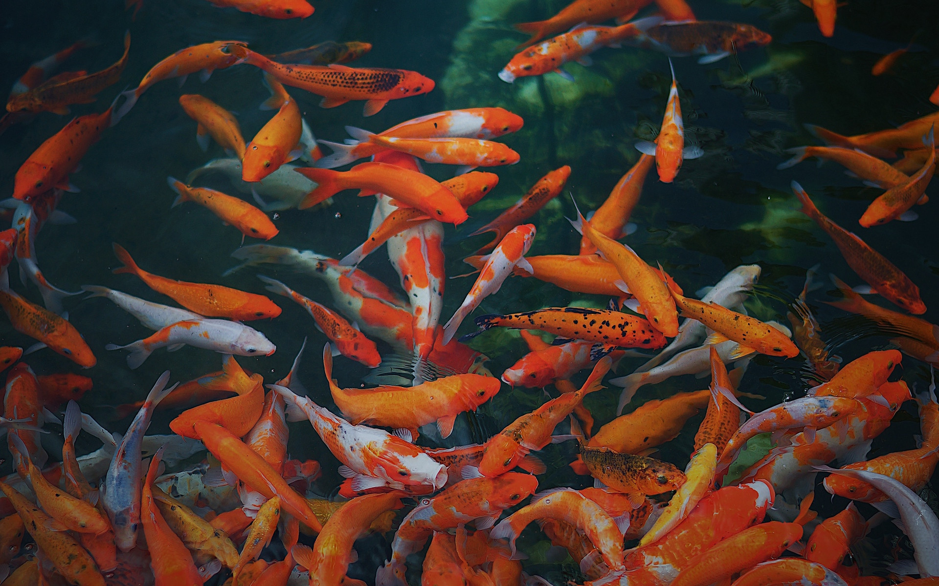 Fonds d'cran Animaux Poissons d'eau douce 