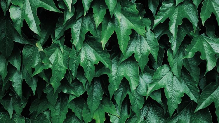 Wallpapers Nature Leaves - Foliage Wallpaper N460925