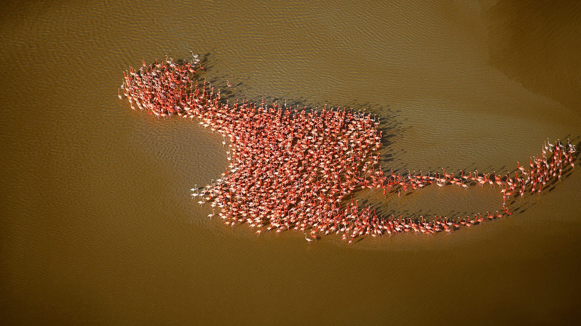 Wallpapers Animals Birds - Flamingos 