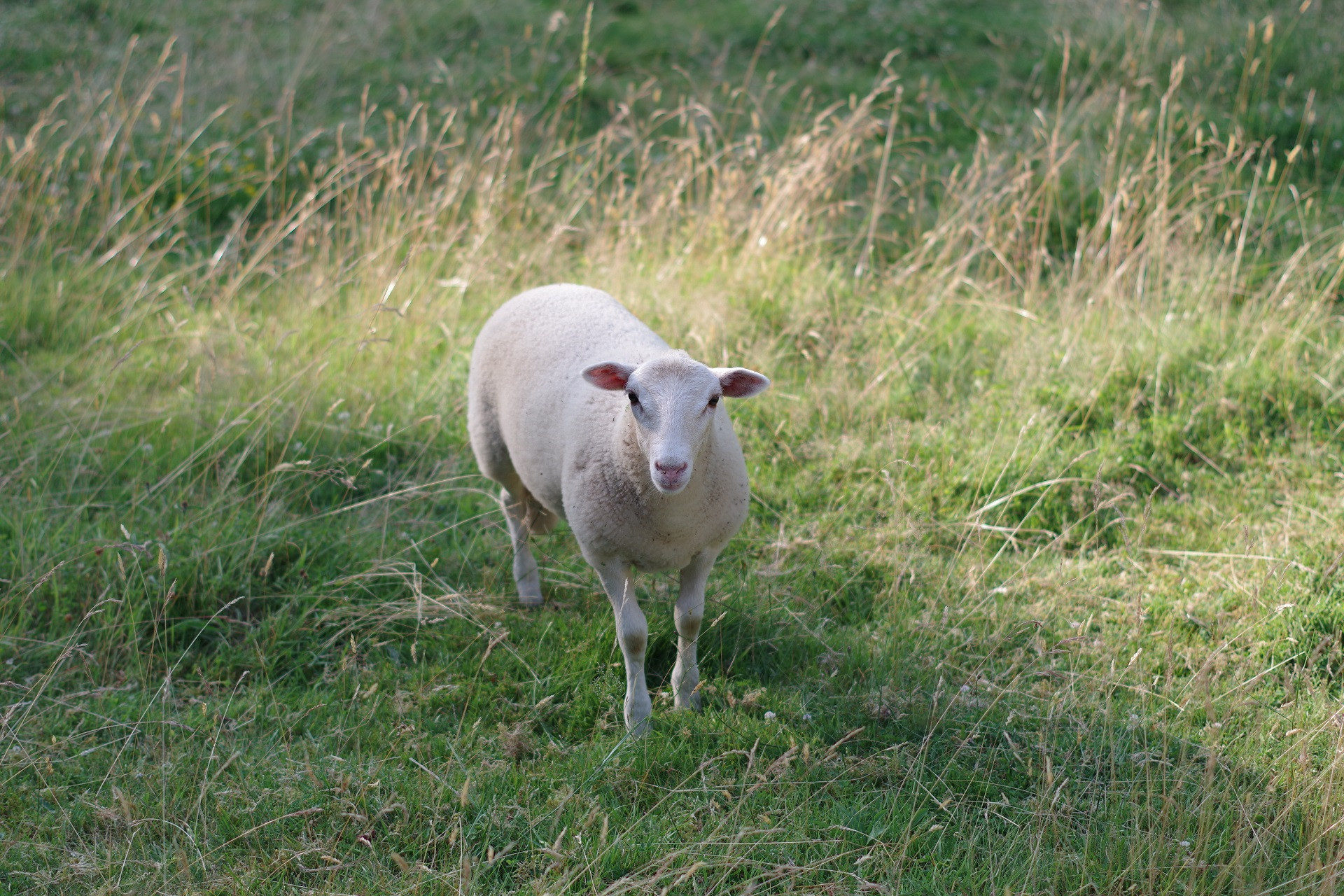 Fonds d'cran Animaux Moutons - Mouflons beeeehh