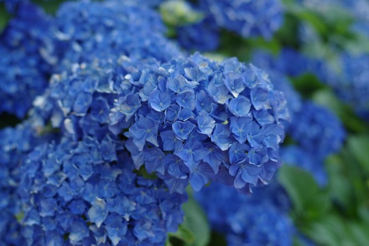 Wallpapers Nature Flowers Bleue hortensia