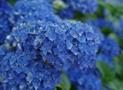  Nature Bleue hortensia