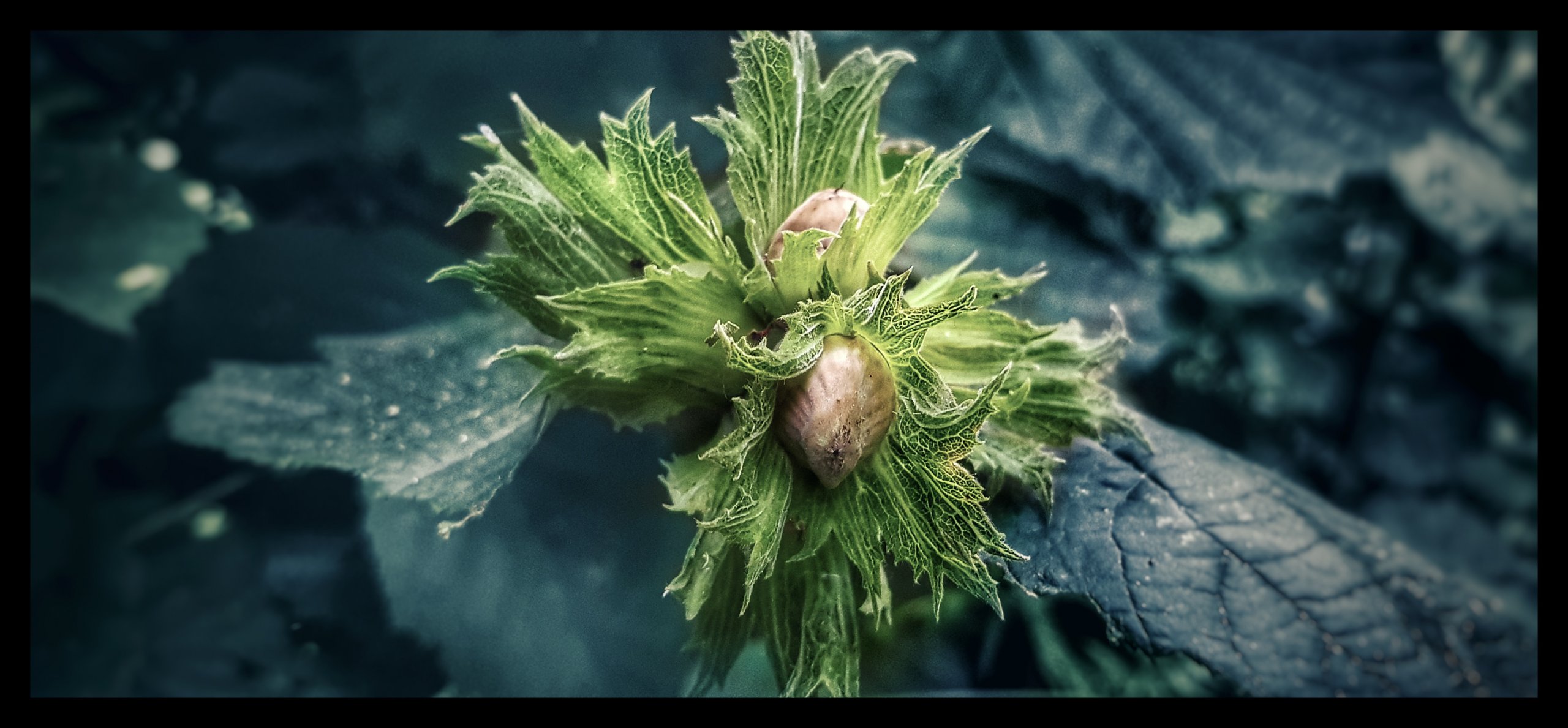 Fonds d'cran Nature Plantes - Arbustes 