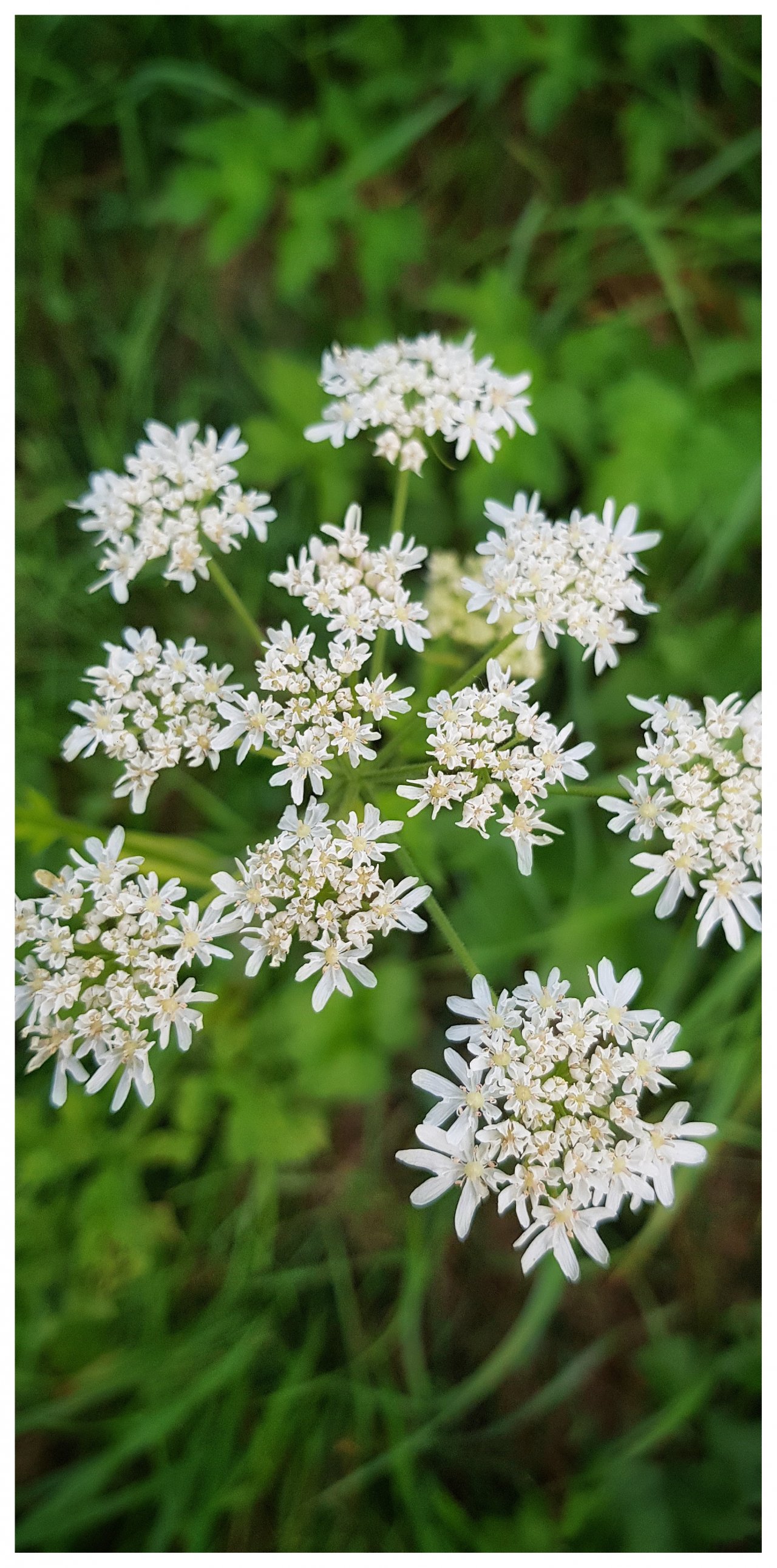 Fonds d'cran Nature Fleurs 