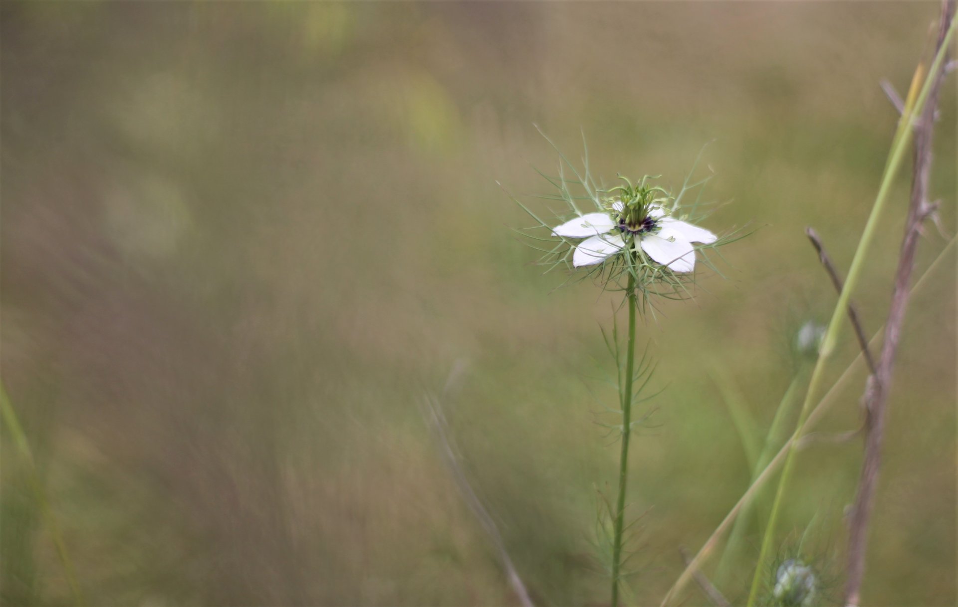 Wallpapers Nature Flowers 