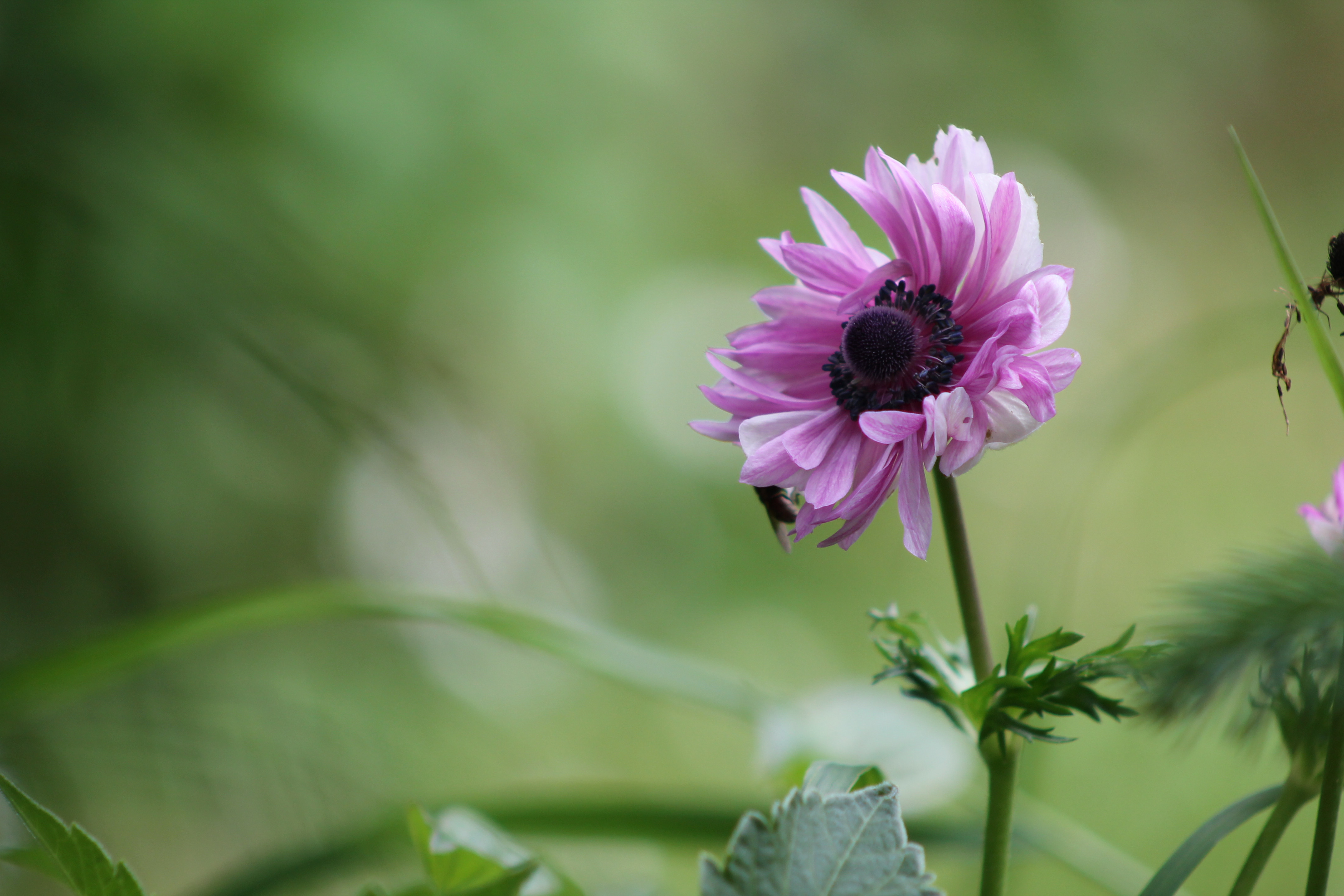 Fonds d'cran Nature Fleurs 