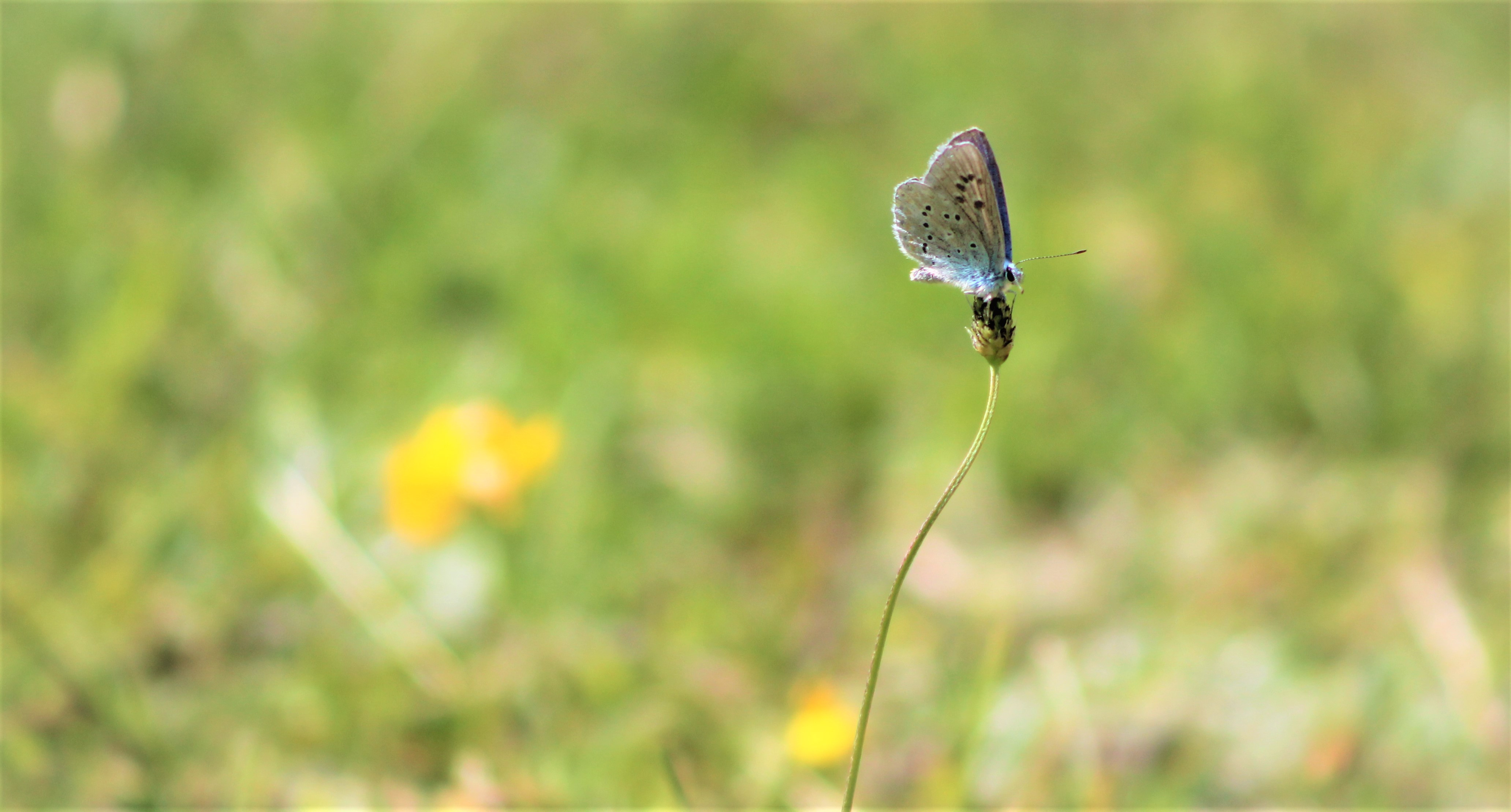 Wallpapers Animals Insects - Butterflies 