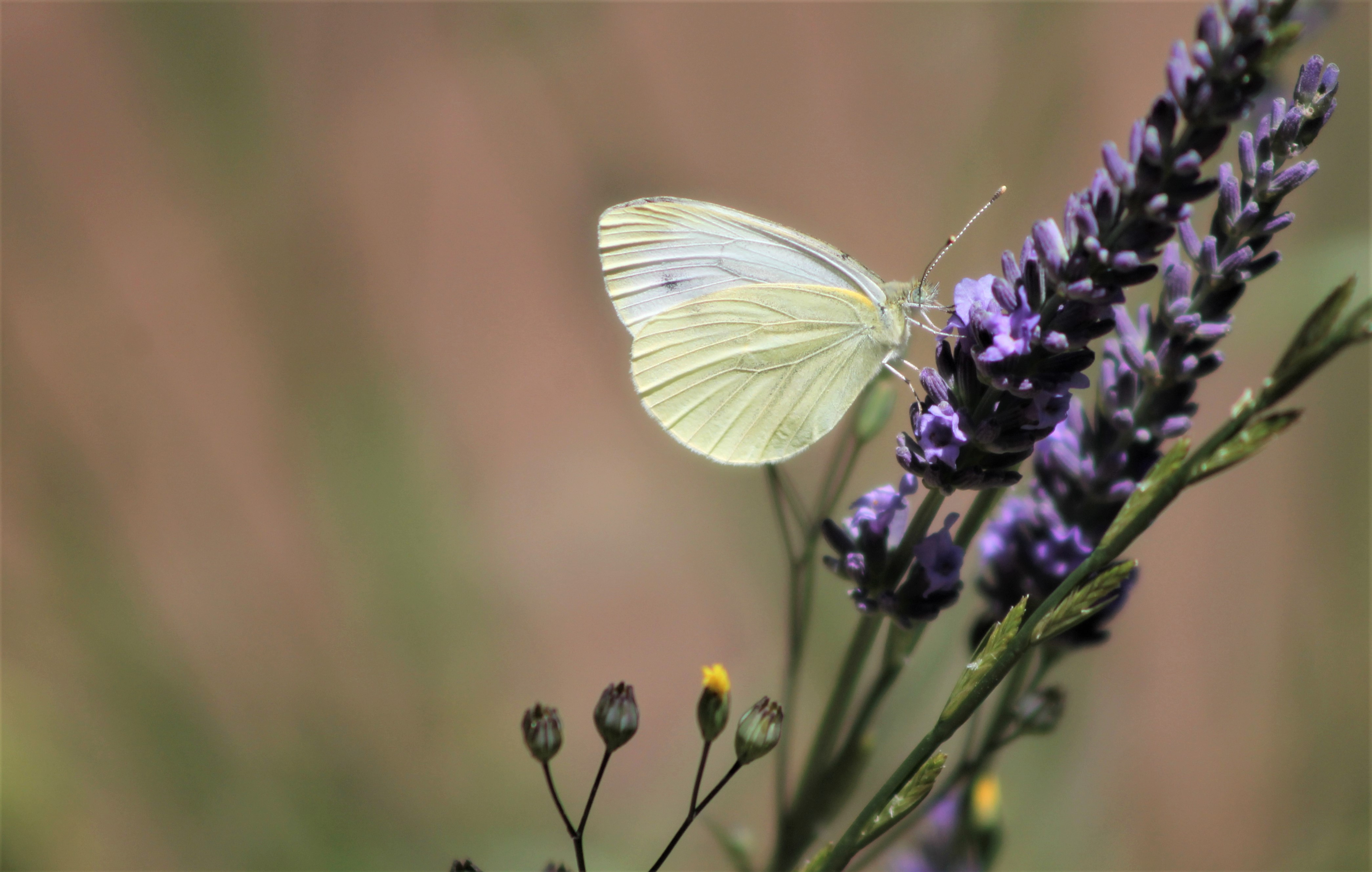 Fonds d'cran Animaux Insectes - Papillons 