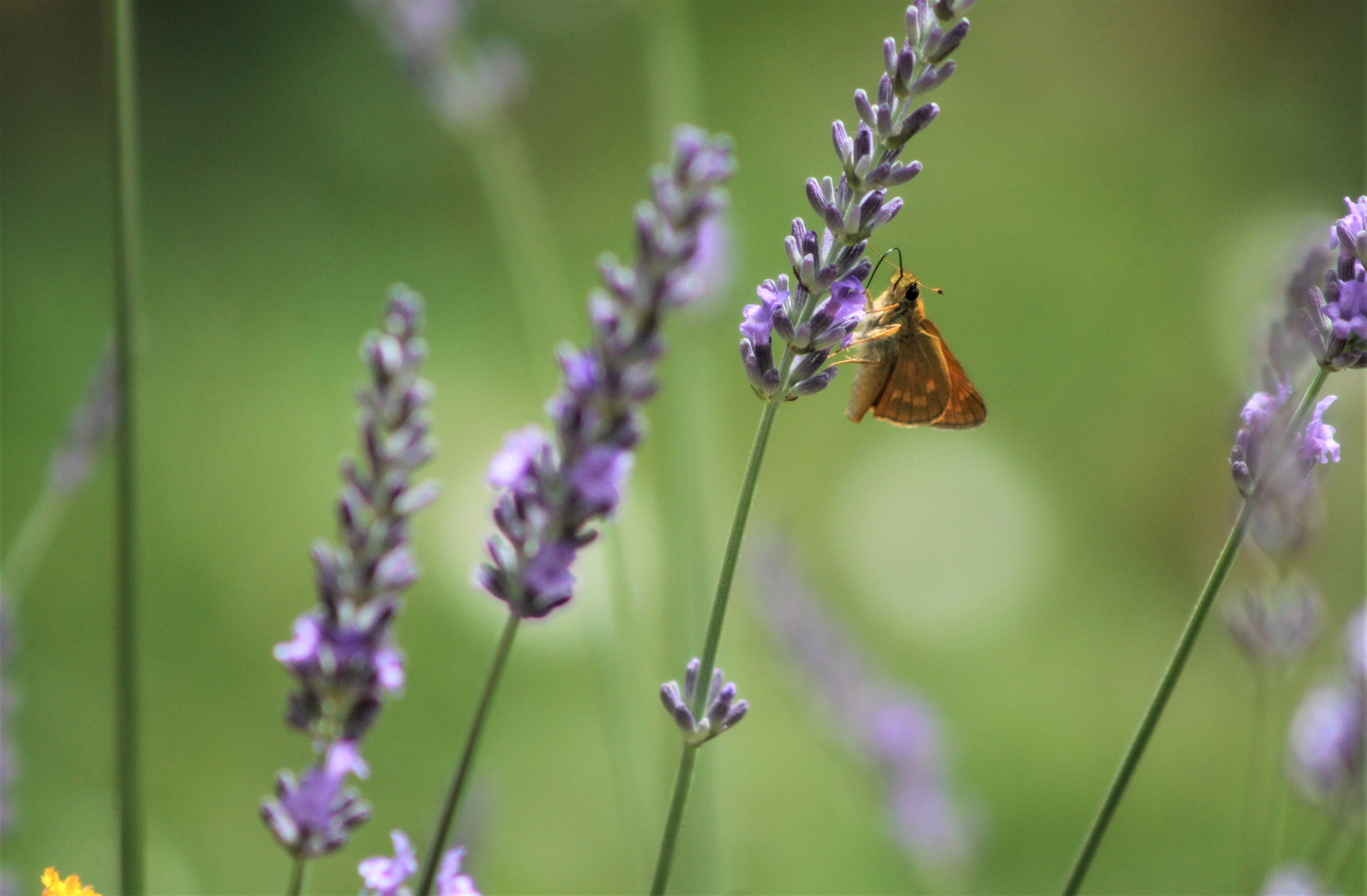 Fonds d'cran Animaux Insectes - Papillons 