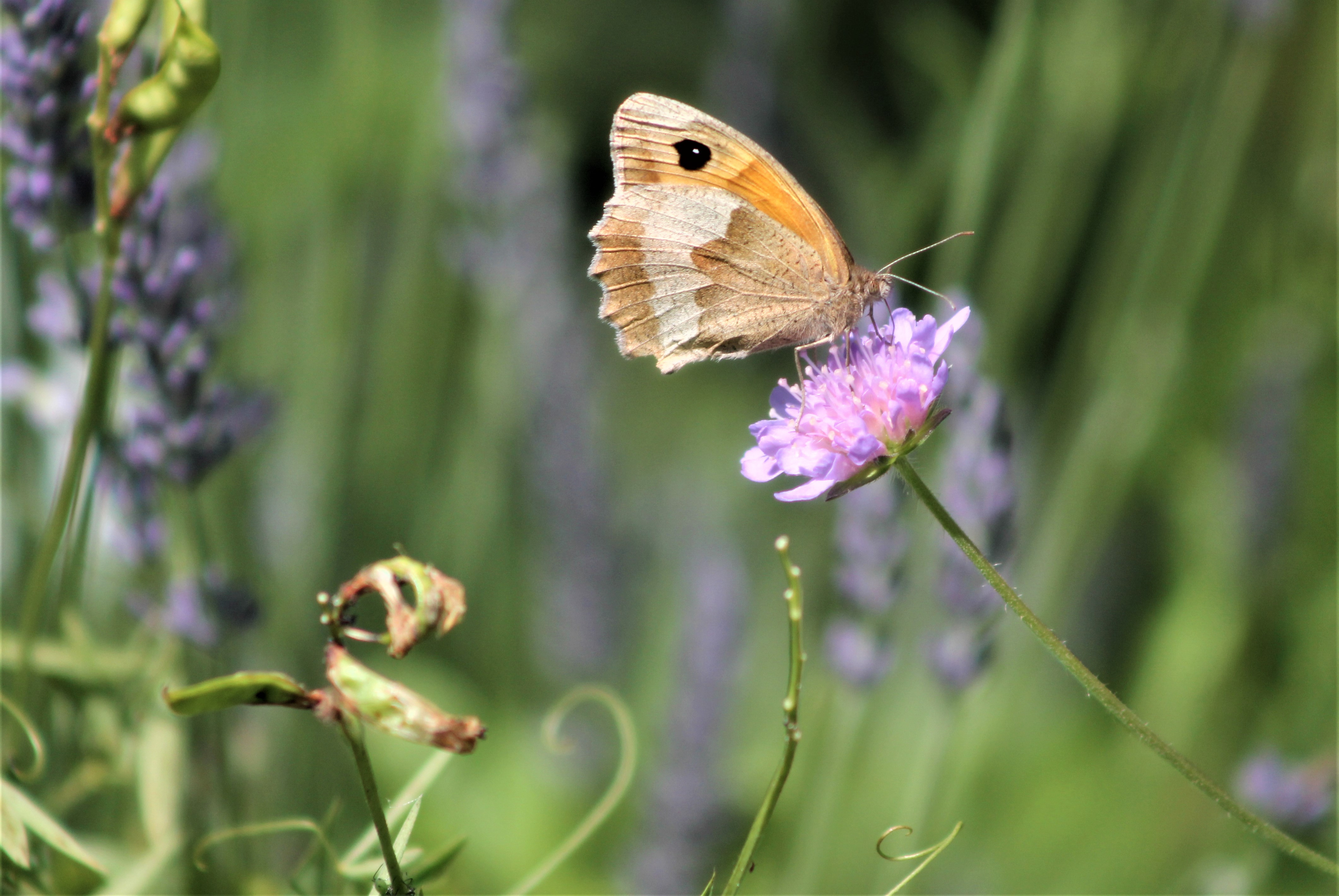 Fonds d'cran Animaux Insectes - Papillons 