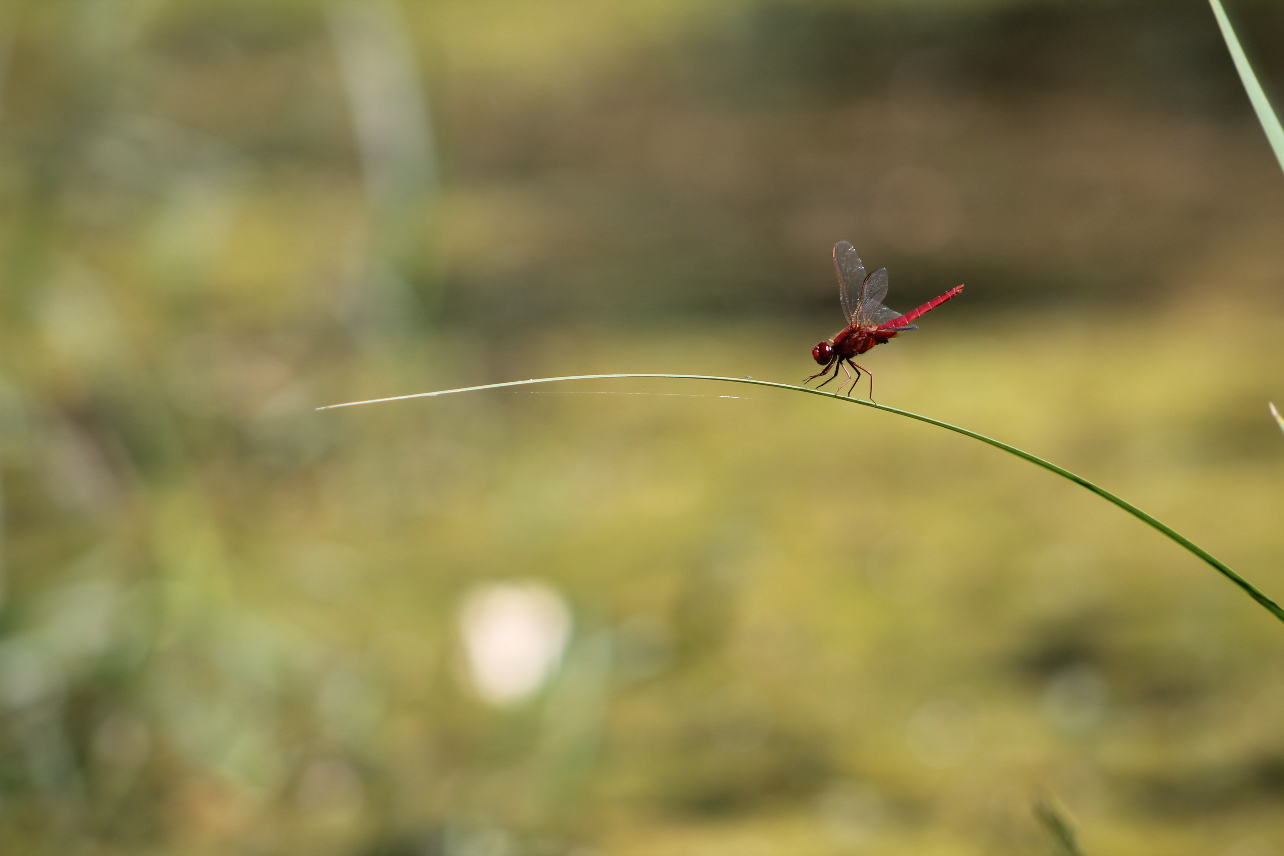 Wallpapers Animals Insects - Dragonflies 