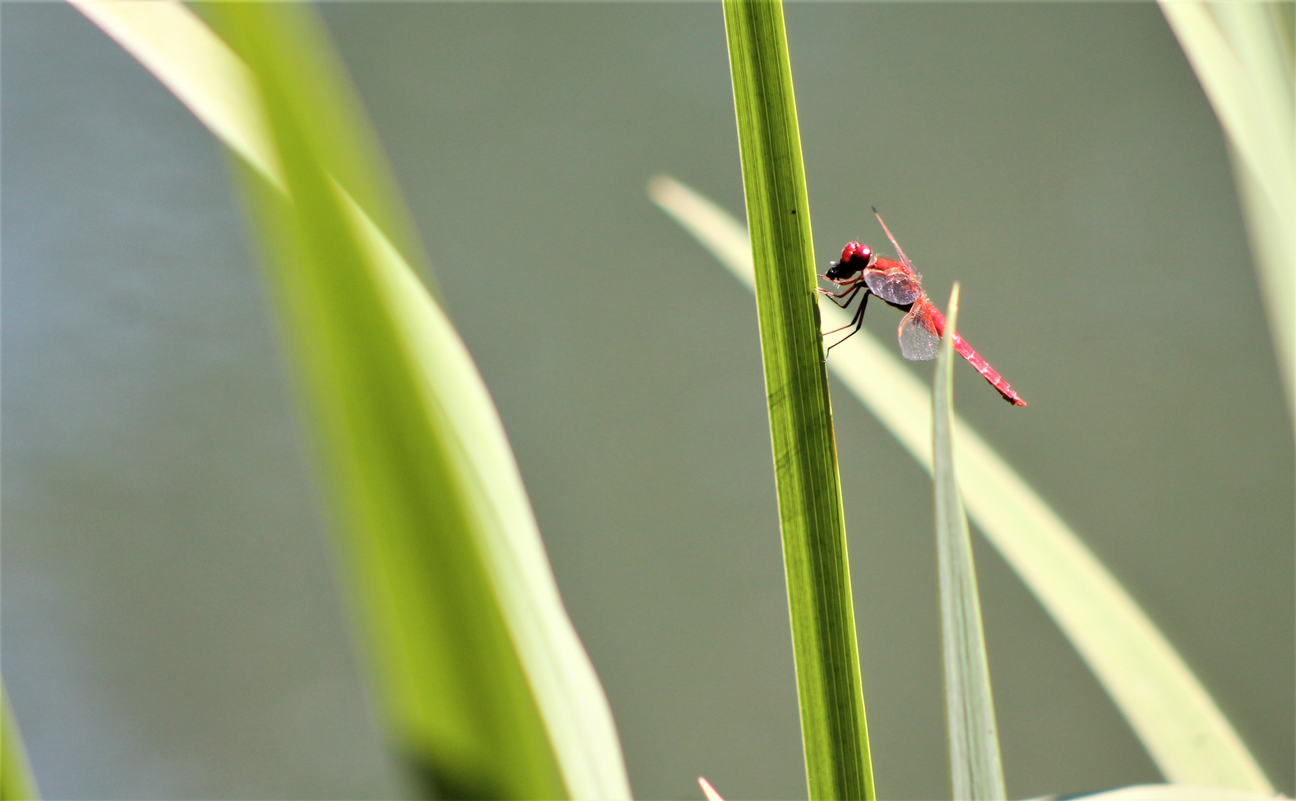 Fonds d'cran Animaux Insectes - Libellules 