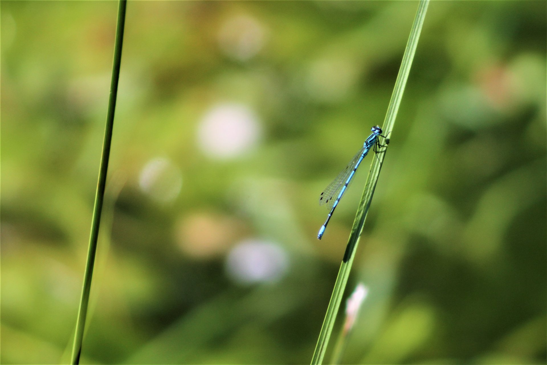 Wallpapers Animals Insects - Dragonflies 