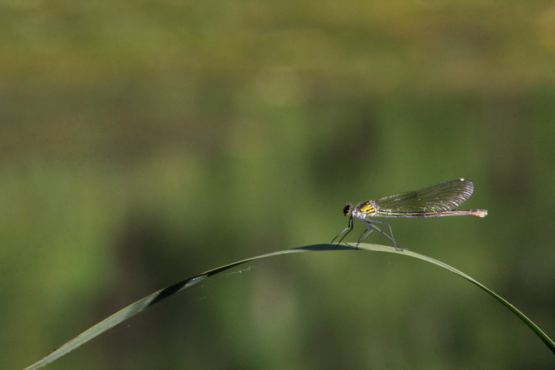 Fonds d'cran Animaux Insectes - Libellules 