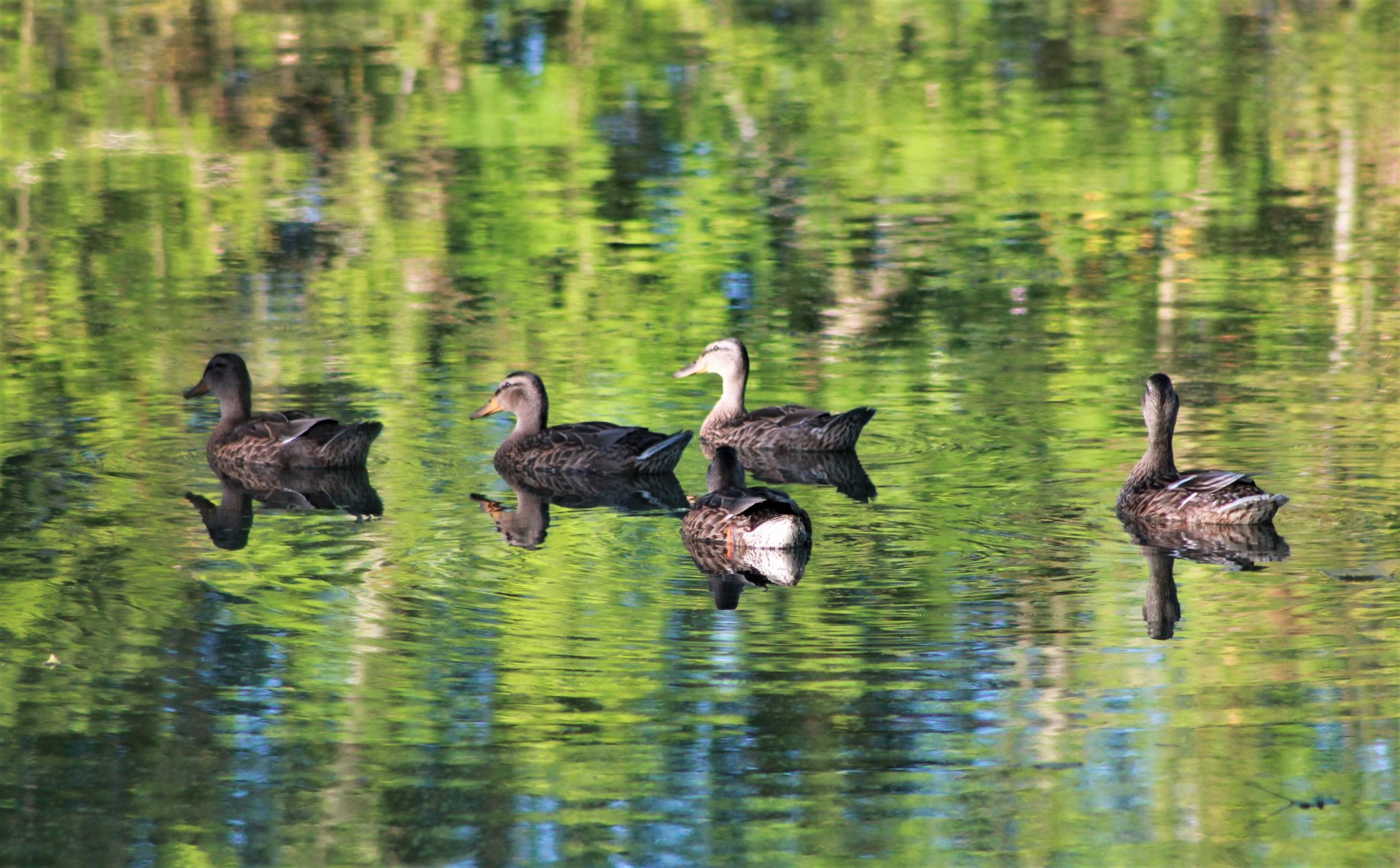 Fonds d'cran Animaux Oiseaux - Canards 