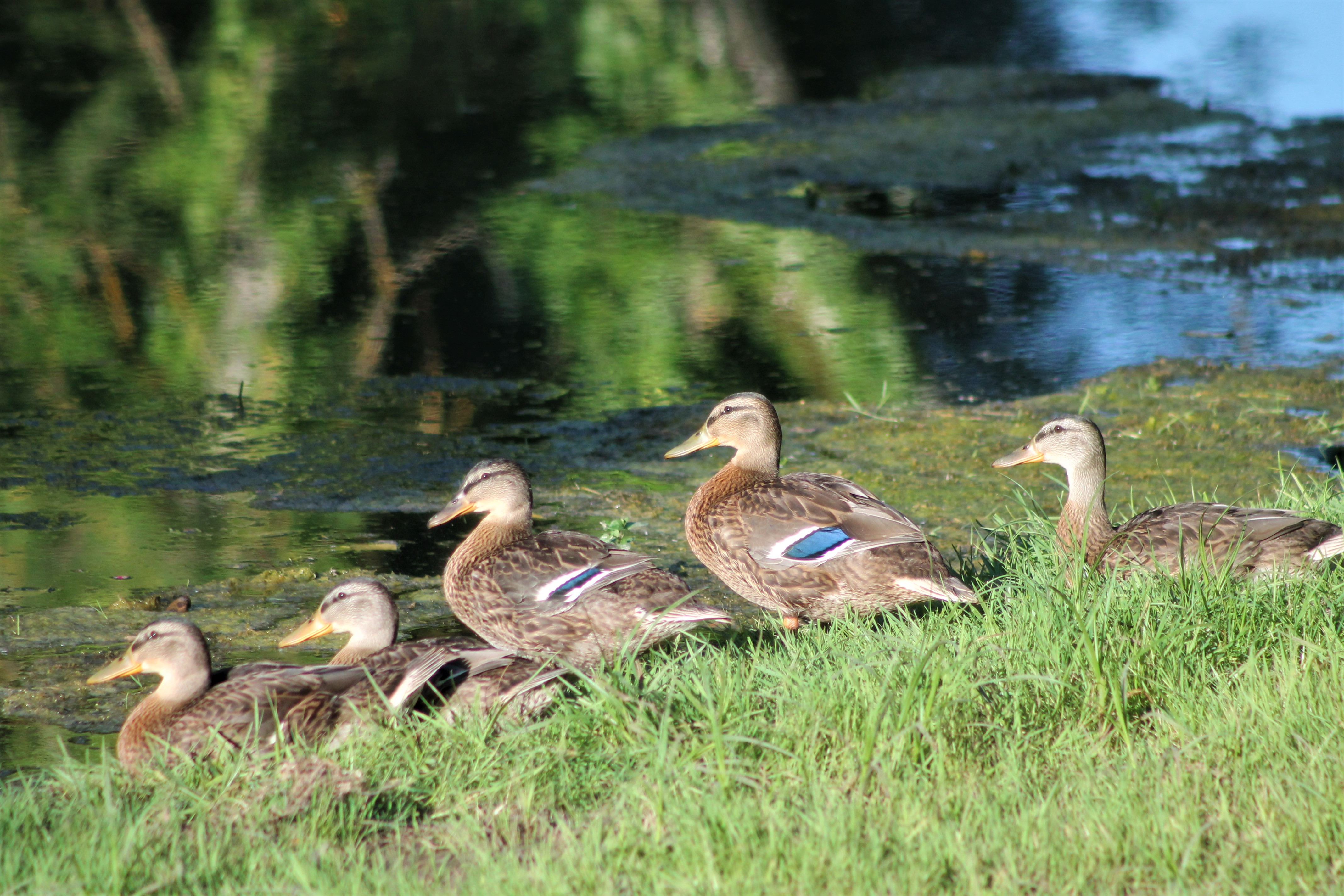 Fonds d'cran Animaux Oiseaux - Canards 