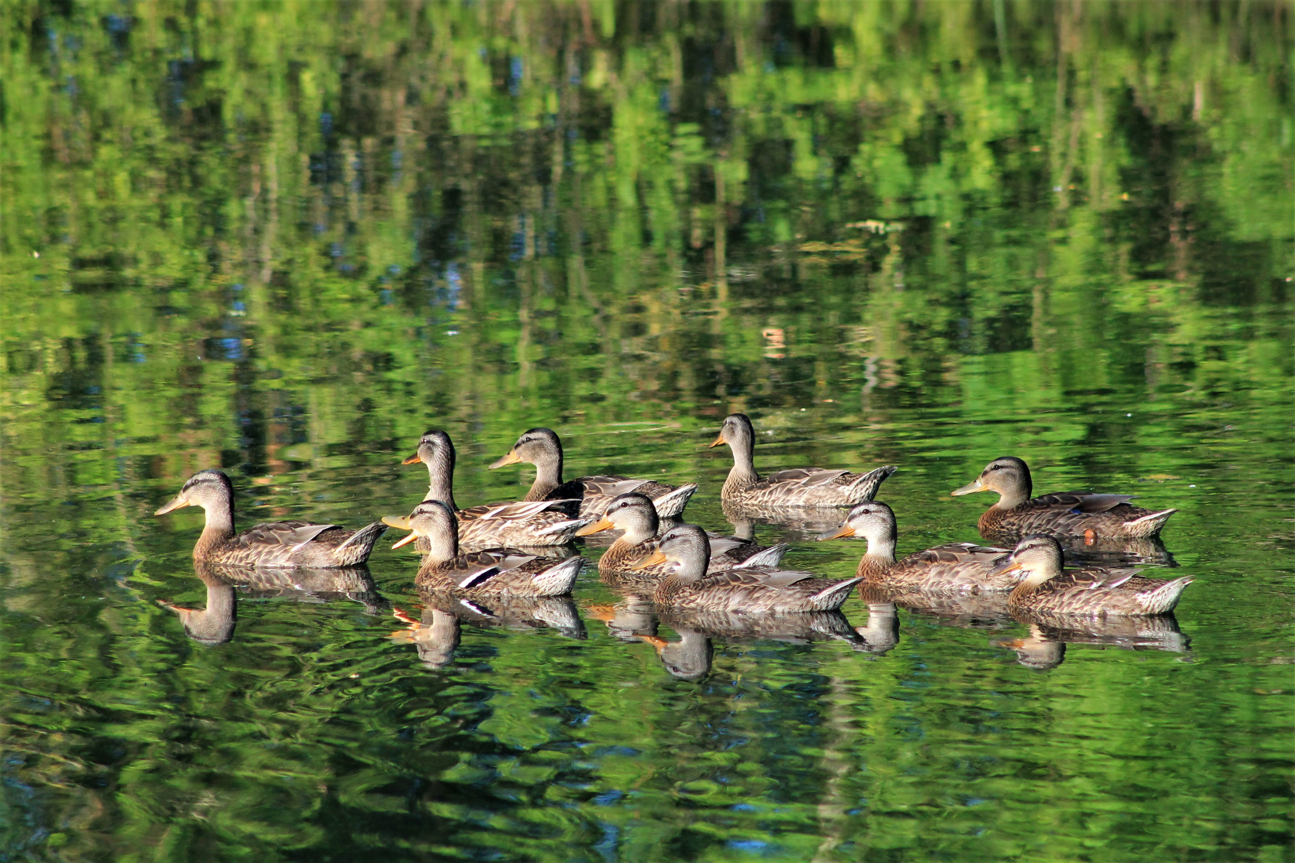 Wallpapers Animals Birds - Ducks 