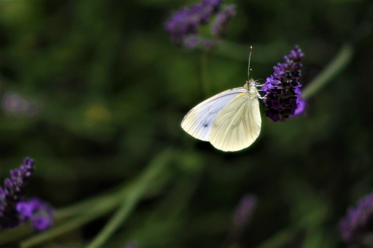 Fonds d'cran Animaux Insectes - Papillons Wallpaper N461532