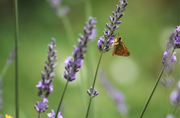 Fonds d'cran Animaux Insectes - Papillons Wallpaper N461537