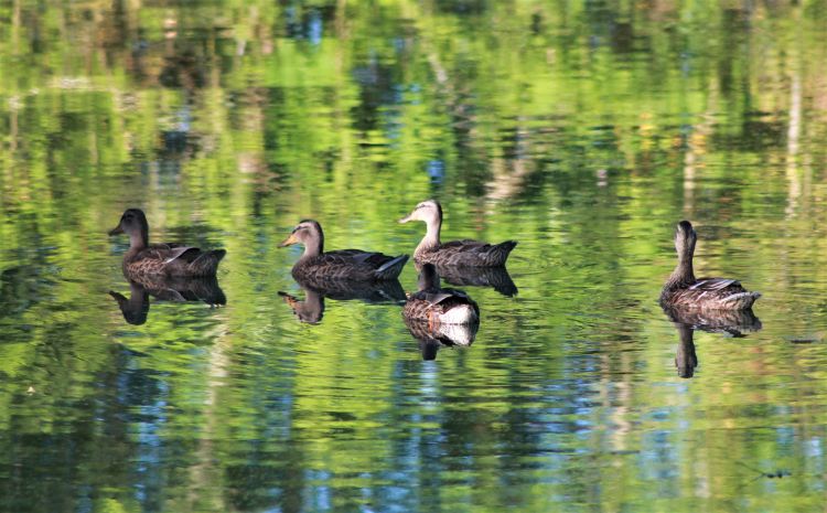 Fonds d'cran Animaux Oiseaux - Canards Wallpaper N461564