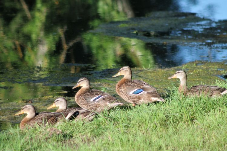 Fonds d'cran Animaux Oiseaux - Canards Wallpaper N461565