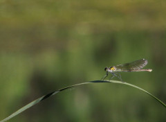  Animaux Image sans titre N461563