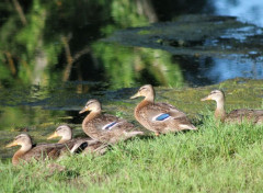  Animaux Image sans titre N461565