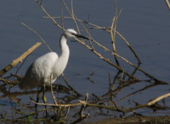  Animaux Image sans titre N461598