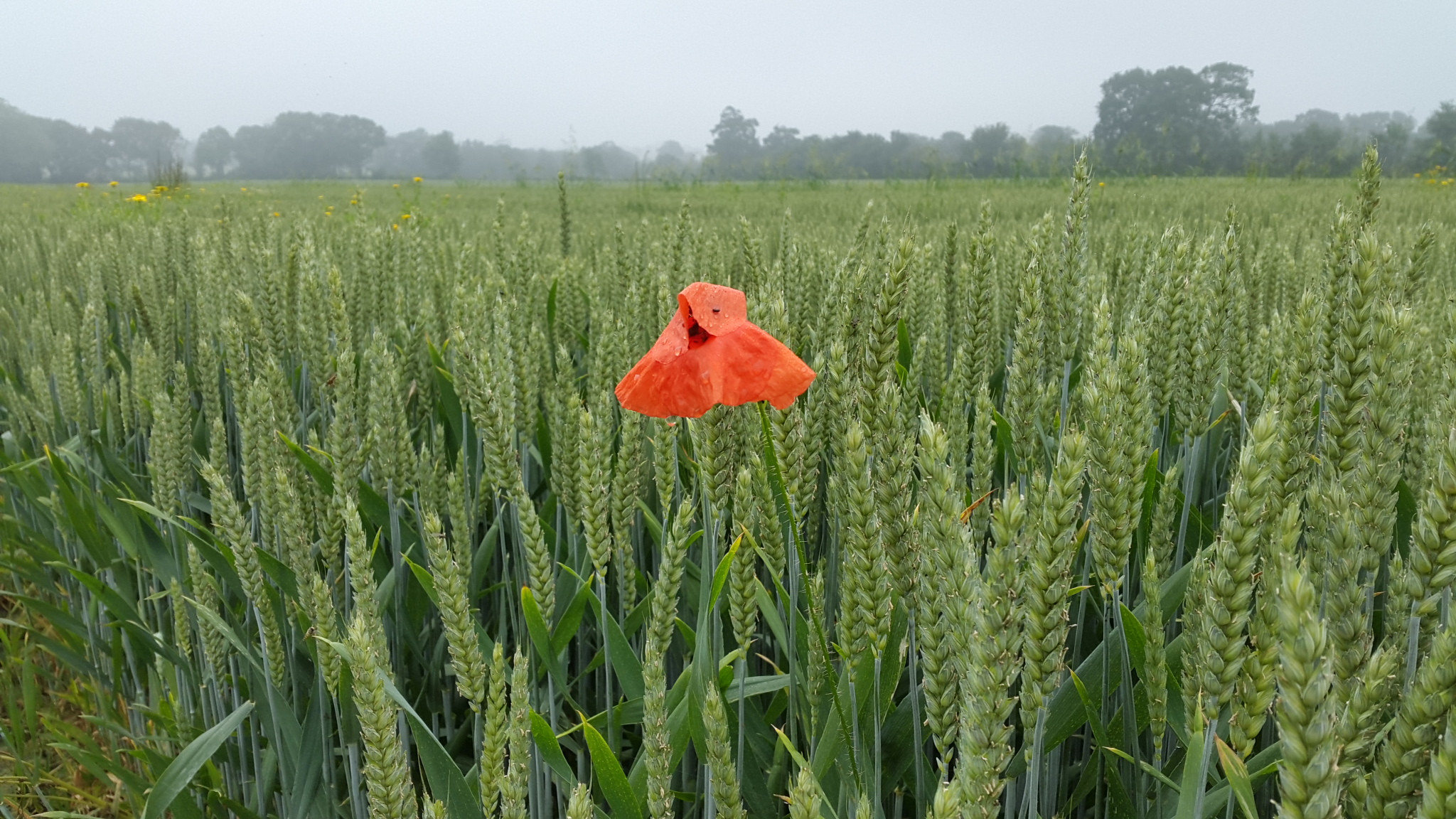 Fonds d'cran Nature Fleurs 