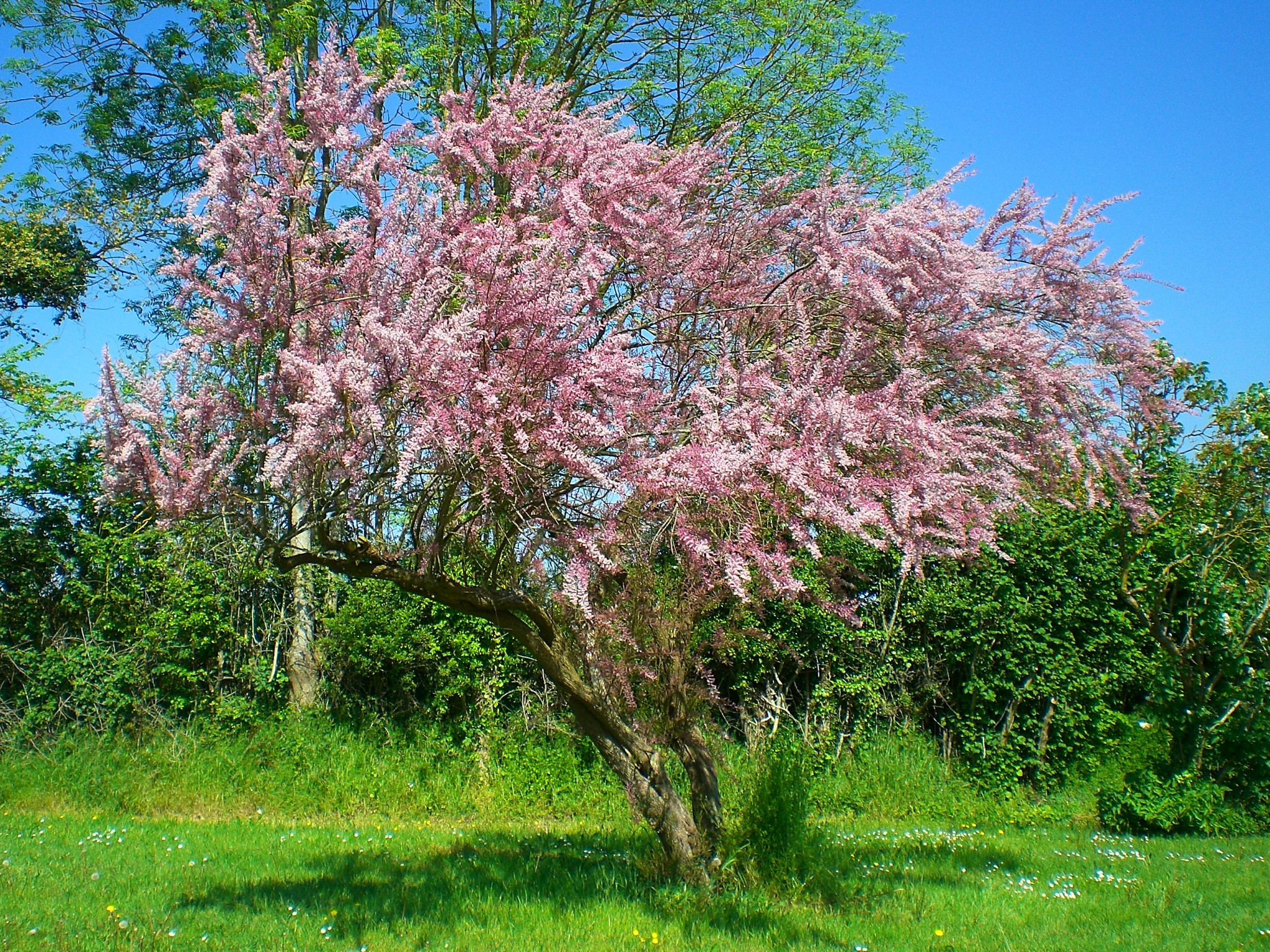 Wallpapers Nature Trees - Forests 