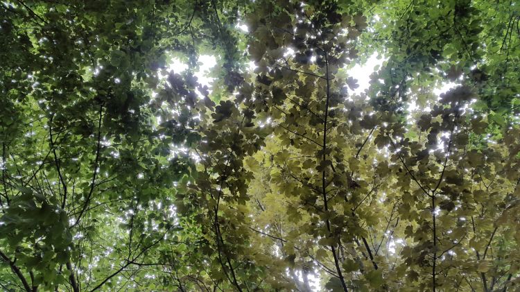 Fonds d'cran Nature Arbres - Forts ciel de feuilles