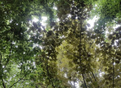  Nature ciel de feuilles