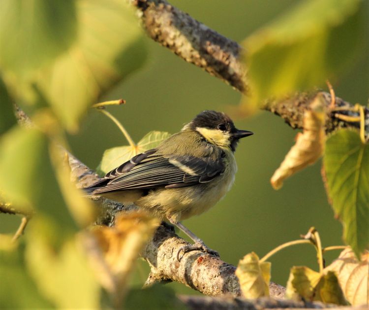 Wallpapers Animals Birds - Misc De mon jardin