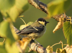  Animaux De mon jardin