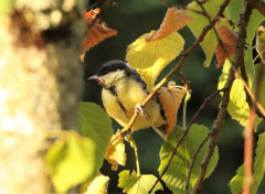  Animaux Image sans titre N461689