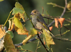  Animaux Image sans titre N461773