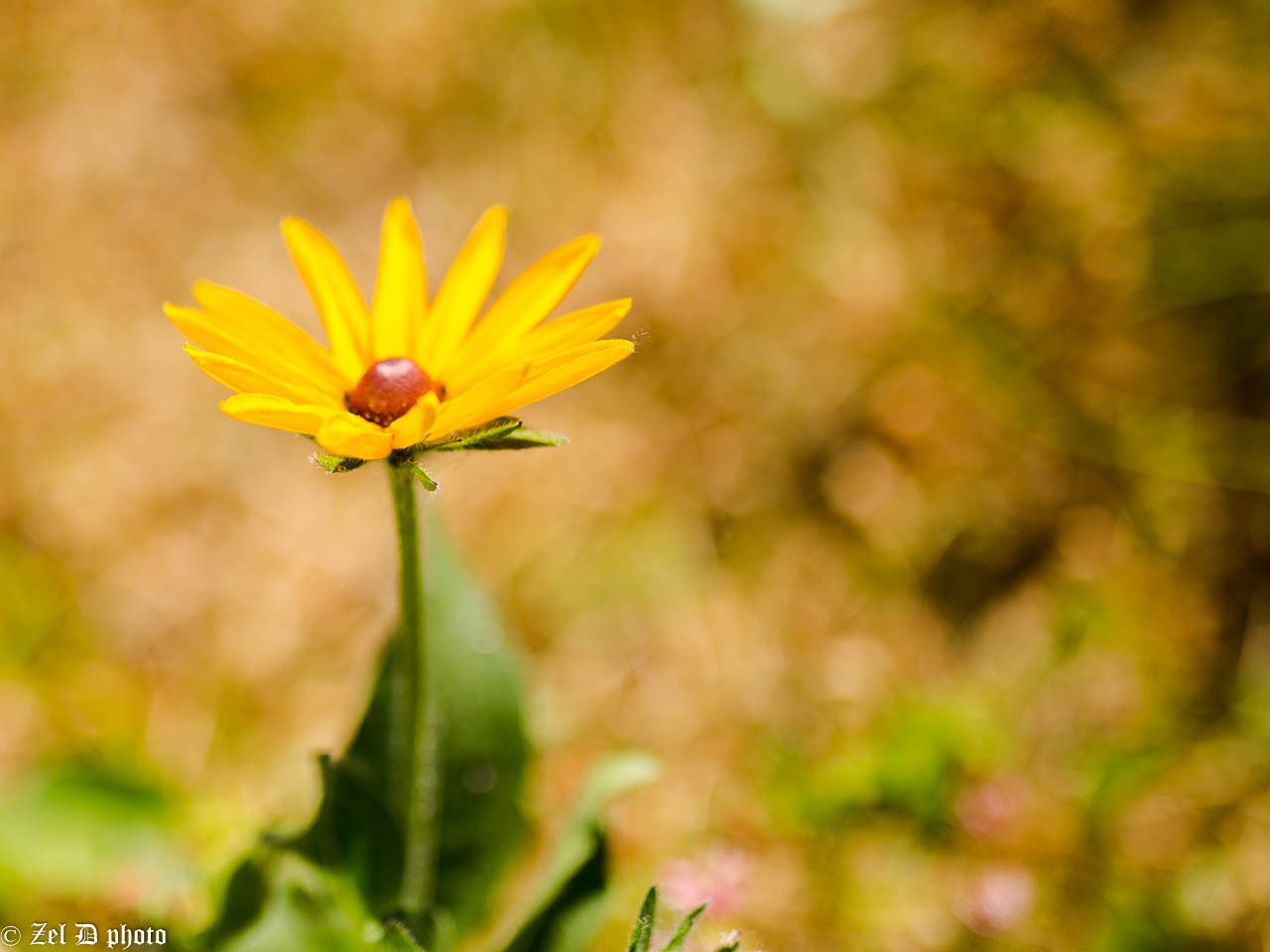 Fonds d'cran Nature Fleurs 