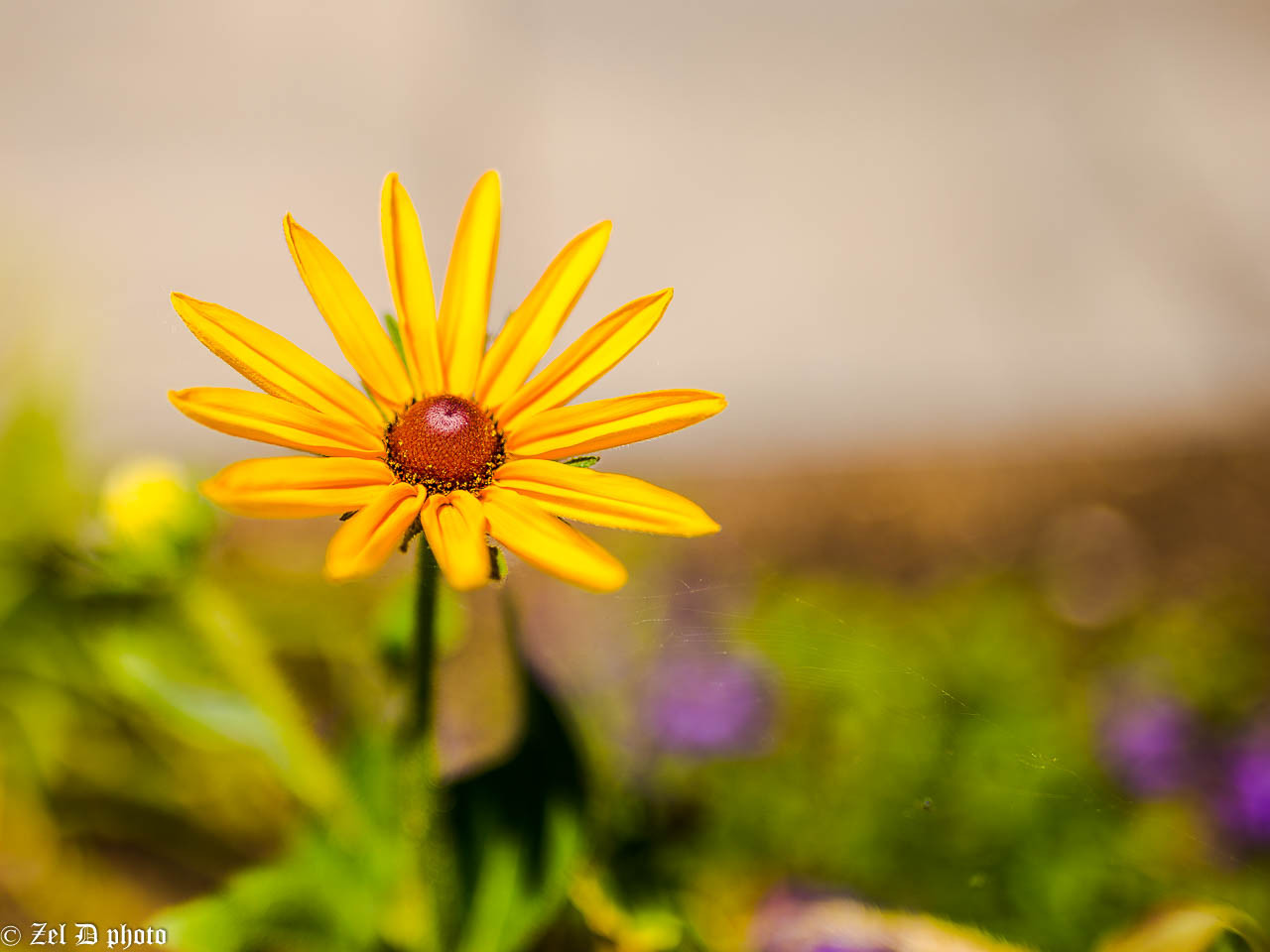 Fonds d'cran Nature Fleurs 